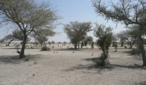 Αφρική: Η «ανθρωπογενής» κλιματική αλλαγή προκάλεσε τον φονικό καύσωνα στο Σαχέλ