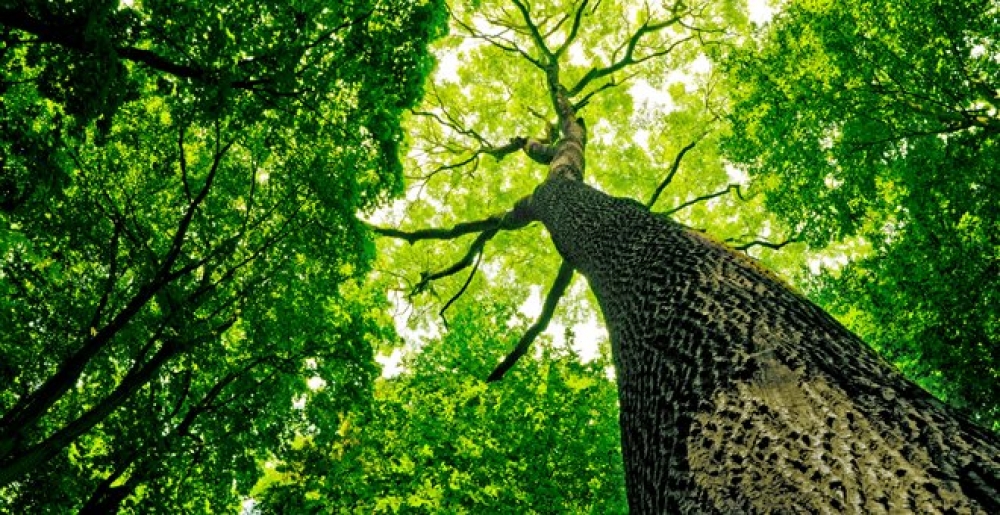 Μετρήθηκαν πάνω από 60.000 είδη δένδρων στη Γη