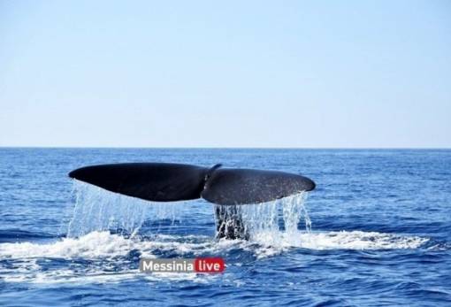 Μοναδικό: Φάλαινα αναδύθηκε στη Μάνη! (ΦΩΤΟ)