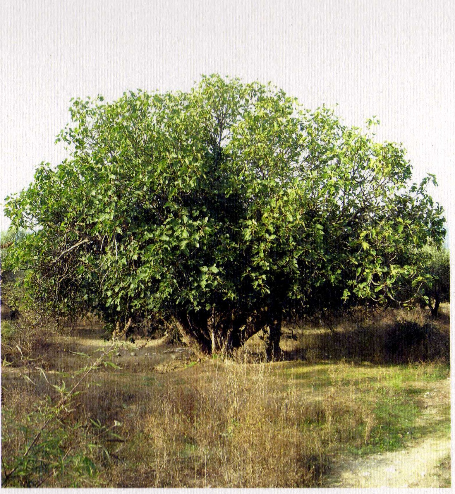 4.Η ΡΩΜΑΙΙΚΗ ΣΥΚΙΑ