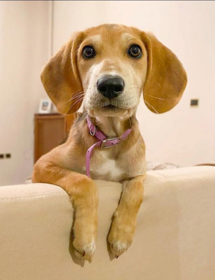 Bonita