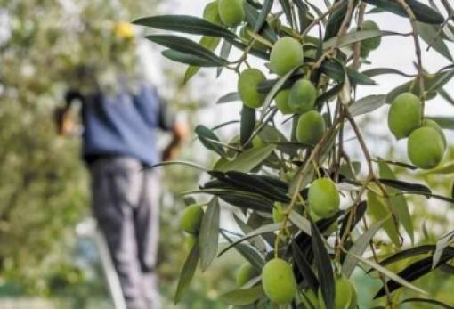 ΕΘΕΑΣ: Κίνδυνος απώλειας χρηματοδότησης για τα Προγράμματα ΟΕΦ ελαιόλαδου & επιτραπέζιας ελιάς