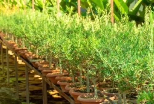 Επιλογή δενδρυλλίων ελιάς: Η βάση για έναν επιτυχημένο ελαιώνα