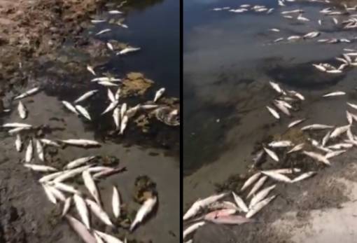 Λακωνία: Μυστήριο με νεκρά ψάρια στις εκβολές του Βασιλοπόταμου
