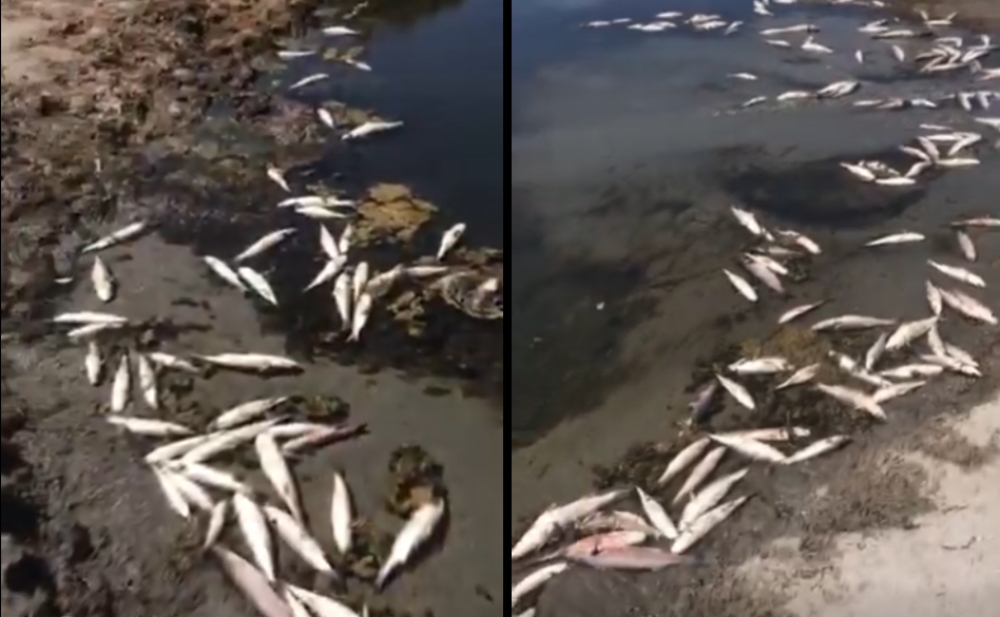 &Lambda;&alpha;&kappa;&omega;&nu;ί&alpha;: &Mu;&upsilon;&sigma;&tau;ή&rho;&iota;&omicron; &mu;&epsilon; &nu;&epsilon;&kappa;&rho;ά &psi;ά&rho;&iota;&alpha; &sigma;&tau;&iota;&sigmaf; &epsilon;&kappa;&beta;&omicron;&lambda;έ&sigmaf; &tau;&omicron;&upsilon; &Beta;&alpha;&sigma;&iota;&lambda;&omicron;&pi;ό&tau;&alpha;&mu;&omicron;&upsilon;