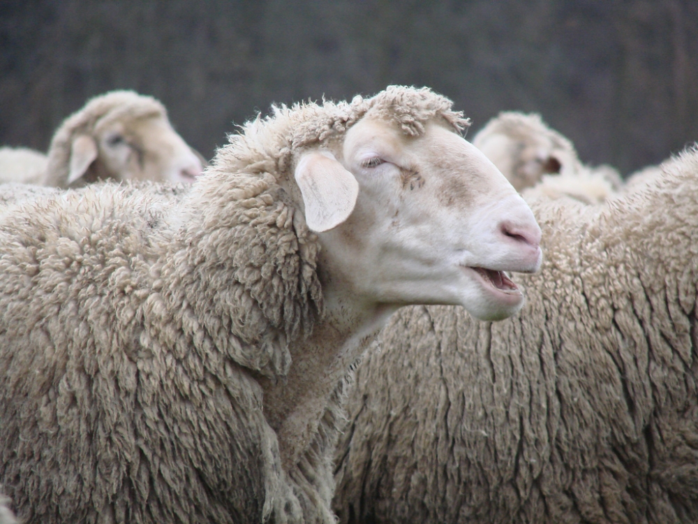 &laquo;&Kappa;&alpha;&rho;&alpha;&nu;&tau;ί&nu;&alpha;&raquo; &mu;&epsilon;&tau;ά &kappa;&alpha;&iota; &tau;&omicron; &kappa;&rho;&omicron;ύ&sigma;&mu;&alpha; &epsilon;&upsilon;&lambda;&omicron;&gamma;&iota;ά&sigmaf; &sigma;&tau;&eta;&nu; &Pi;&epsilon;&lambda;&omicron;&pi;ό&nu;&nu;&eta;&sigma;&omicron;
