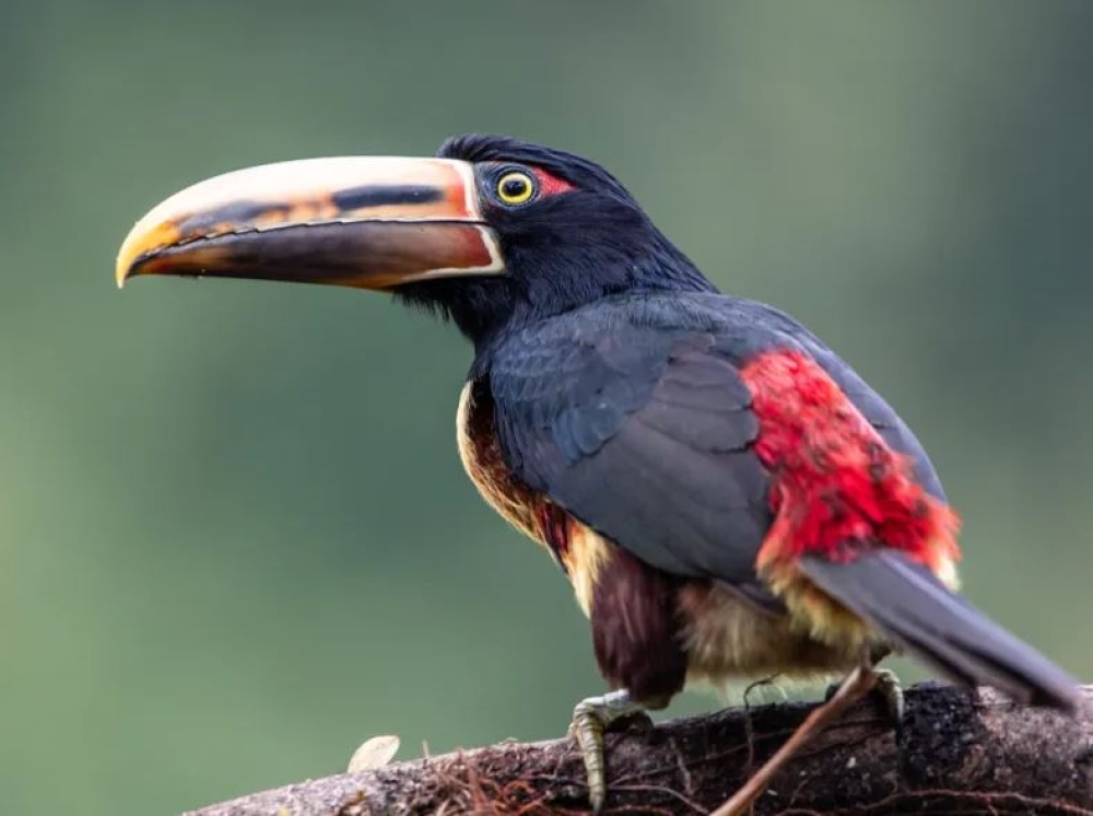 &Eta; &kappa;&lambda;&iota;&mu;&alpha;&tau;&iota;&kappa;ή &alpha;&lambda;&lambda;&alpha;&gamma;ή &epsilon;&xi;&alpha;&phi;&alpha;&nu;ί&zeta;&epsilon;&iota; &tau;&alpha; έ&nu;&tau;&omicron;&mu;&alpha;, ά&rho;&alpha; &kappa;&alpha;&iota; &tau;&alpha; &pi;&omicron;&upsilon;&lambda;&iota;ά &sigma;&tau;&omicron;&nu; &Alpha;&mu;&alpha;&zeta;ό&nu;&iota;&omicron;