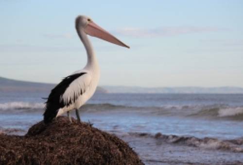 Πρέσπες 2022: Τι σκότωσε 2.300 αργυροπελεκάνους