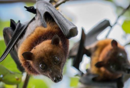 Επιστήμονες αποκωδικοποιούν το μυστικό των νυχτερίδων: Πώς μεταφέρουν τον κορωνοϊό χωρίς να νοσούν