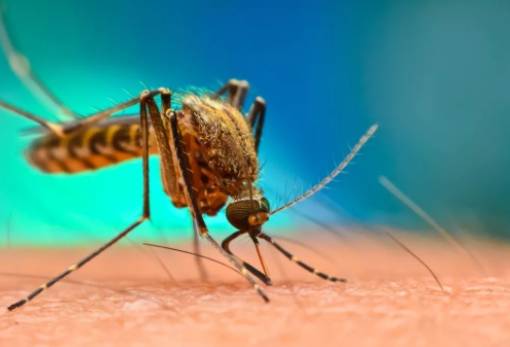 Γιατί οι ασθένειες που μεταδίδονται από τα κουνούπια απειλούν την Ευρώπη