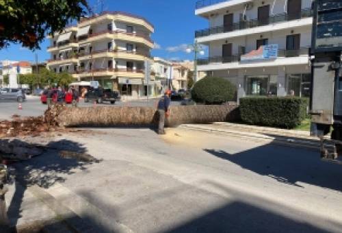 Απομακρύνθηκε ακόμα ένας φοίνικας στη Σπάρτη