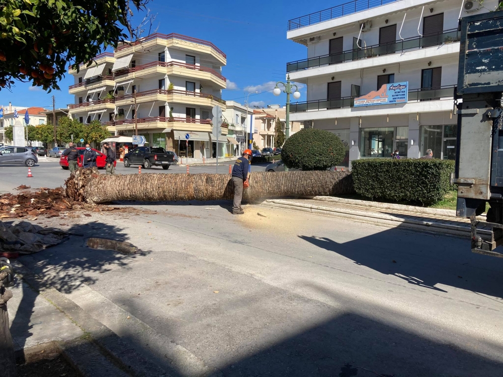 Απομακρύνθηκε ακόμα ένας φοίνικας στη Σπάρτη