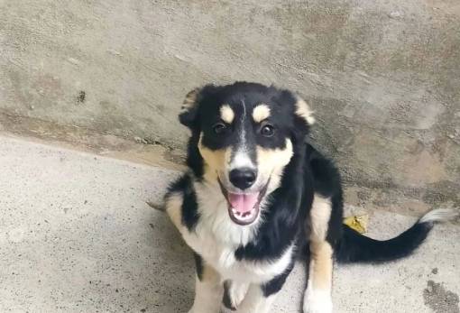 Χνουδωτές διαδρομές από τους Stray Sparta Greece