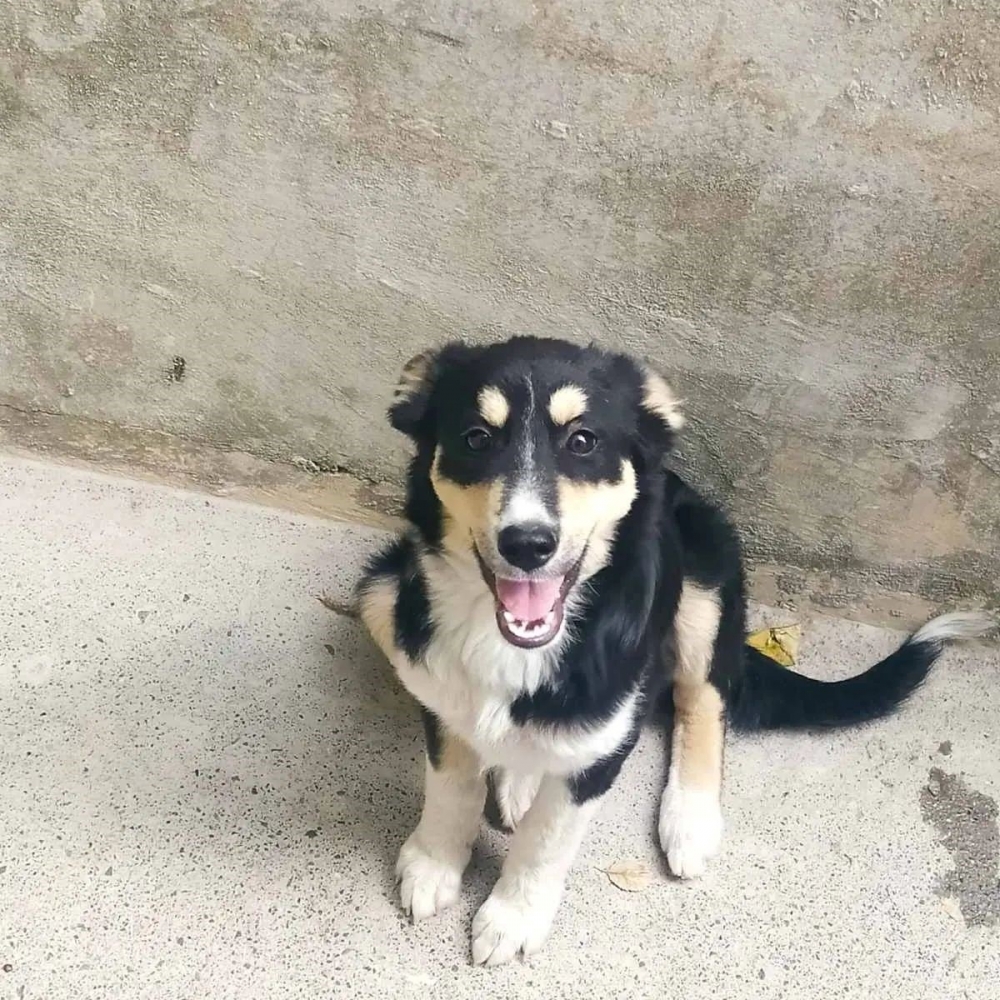 &Chi;&nu;&omicron;&upsilon;&delta;&omega;&tau;έ&sigmaf; &delta;&iota;&alpha;&delta;&rho;&omicron;&mu;έ&sigmaf; &alpha;&pi;ό &tau;&omicron;&upsilon;&sigmaf; Stray Sparta Greece