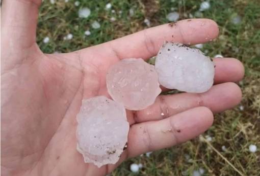 Πορίσματα ΕΛΓΑ για το χαλάζι του 2022 στη Λογγάστρα