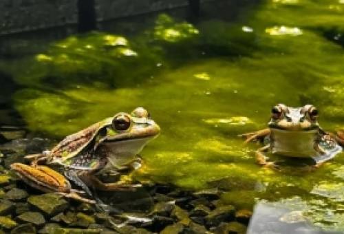 «Σάουνες» και φαρμακευτικά λουτρά στη μάχη για τη σωτηρία των βατράχων