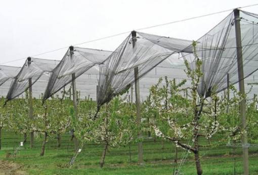 Ομπρέλα προστασίας για τις καλλιέργειες: Υπεγράφη η σύμβαση χαλαζικής προστασίας από τον ΕΛΓΑ