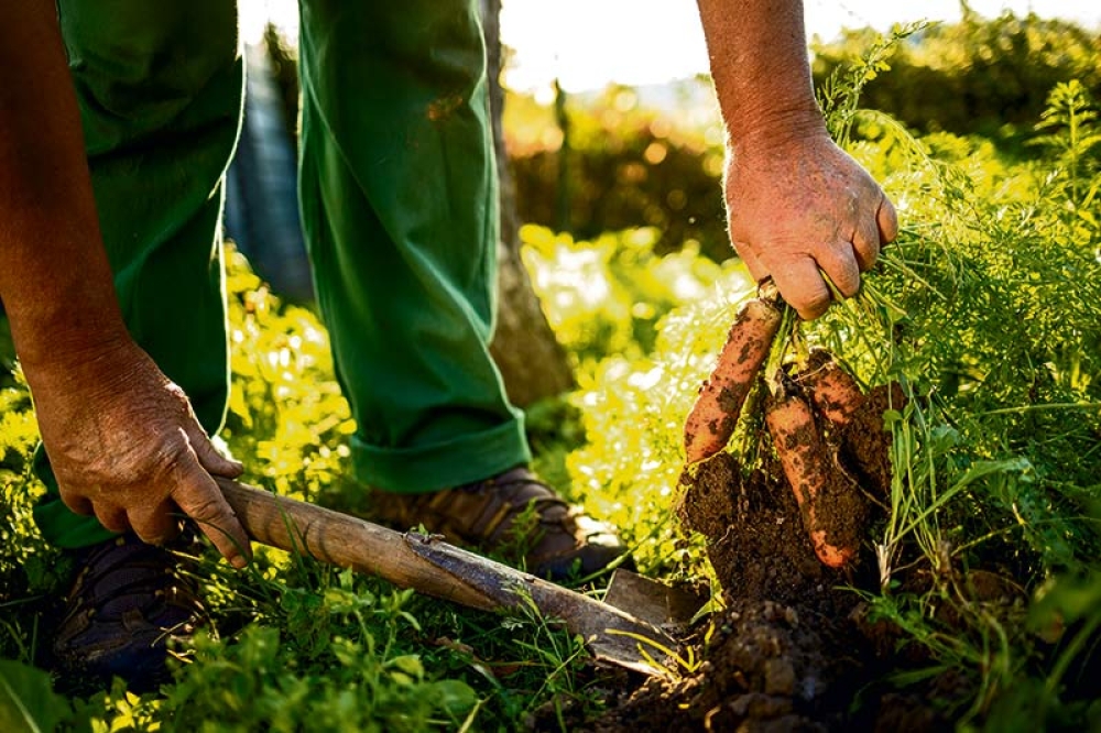 &Tau;&omicron; &theta;&epsilon;&tau;&iota;&kappa;ό &alpha;&pi;&omicron;&tau;έ&lambda;&epsilon;&sigma;&mu;&alpha; &tau;&eta;&sigmaf; &alpha;&nu;&alpha;&gamma;&epsilon;&nu;&nu;&eta;&tau;&iota;&kappa;ή&sigmaf; &kappa;&alpha;&lambda;&lambda;&iota;έ&rho;&gamma;&epsilon;&iota;&alpha;&sigmaf; &sigma;&tau;&omicron;&upsilon;&sigmaf; &epsilon;&pi;&iota;&kappa;&omicron;&nu;&iota;&alpha;&sigma;&tau;έ&sigmaf;