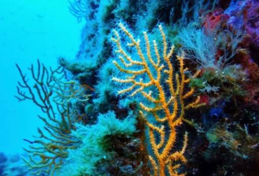 «Ιστορικό ορόσημο» για την προστασία των ωκεανών η Συνθήκη για την Ανοιχτή Θάλασσα