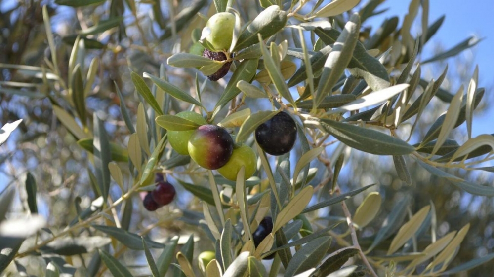 Προώθηση των επισκέψιμων ελαιοτριβείων επιχειρεί το Υπουργείο Τουρισμού