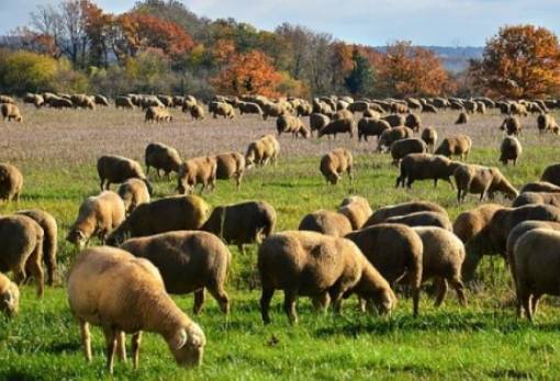 Κτηνοτροφία: Τι αλλάζει στα διαχειριστικά σχέδια βόσκησης
