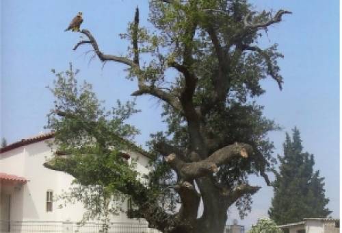 ﻿﻿Το δέντρο της Σωτηρίτσας