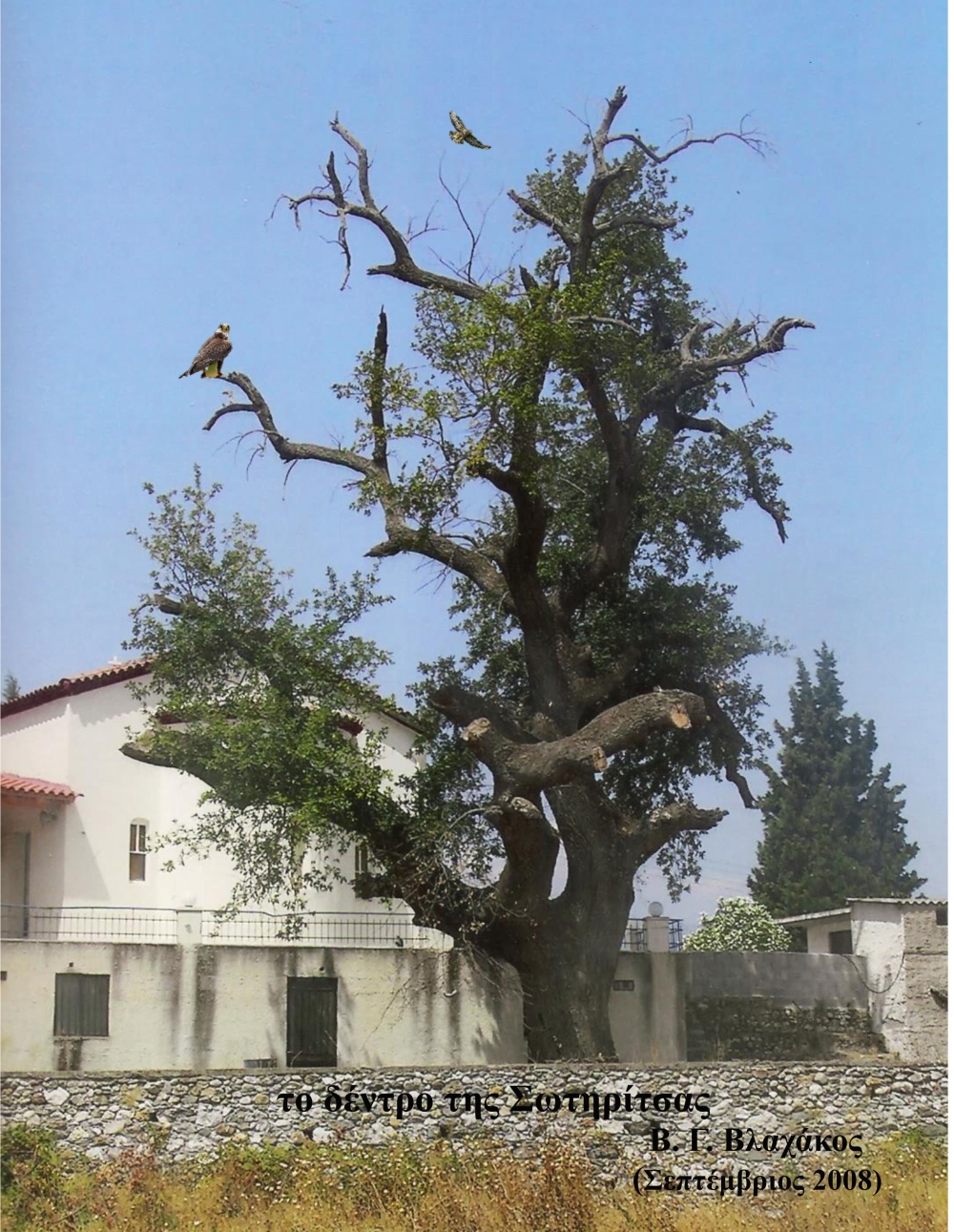 ﻿﻿Το δέντρο της Σωτηρίτσας