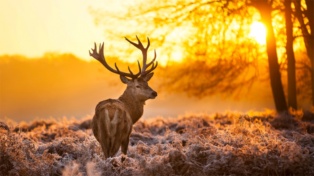 &Eta; &kappa;&omicron;&pi;έ&lambda;&alpha; &kappa;&alpha;&iota; &tau;&omicron; &epsilon;&lambda;ά&phi;&iota;