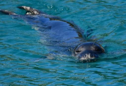 Οι σπάνιες φώκιες Μονάχους - Μονάχους κρύβονται σε σπηλιές για να ξεφύγουν από τους τουρίστες