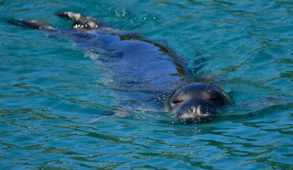 &Omicron;&iota; &sigma;&pi;ά&nu;&iota;&epsilon;&sigmaf; &phi;ώ&kappa;&iota;&epsilon;&sigmaf; &Mu;&omicron;&nu;ά&chi;&omicron;&upsilon;&sigmaf; - &Mu;&omicron;&nu;ά&chi;&omicron;&upsilon;&sigmaf; &kappa;&rho;ύ&beta;&omicron;&nu;&tau;&alpha;&iota; &sigma;&epsilon; &sigma;&pi;&eta;&lambda;&iota;έ&sigmaf; &gamma;&iota;&alpha; &nu;&alpha; &xi;&epsilon;&phi;ύ&gamma;&omicron;&upsilon;&nu; &alpha;&pi;ό &tau;&omicron;&upsilon;&sigmaf; &tau;&omicron;&upsilon;&rho;ί&sigma;&tau;&epsilon;&sigmaf;
