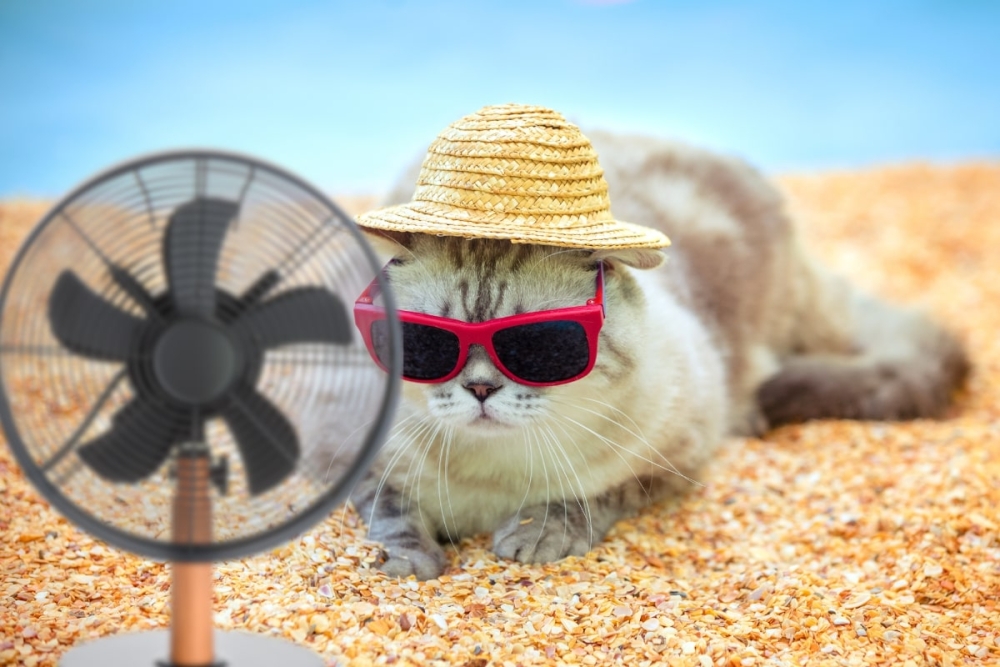 &Kappa;&alpha;ύ&sigma;&omega;&nu;&alpha;&sigmaf; &kappa;&alpha;&iota; &gamma;ά&tau;&epsilon;&sigmaf;