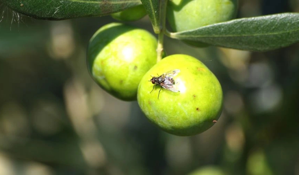 &Eta; &tau;&epsilon;&chi;&nu;&omicron;&lambda;&omicron;&gamma;ί&alpha; &sigma;&tau;&eta; &mu;ά&chi;&eta; &kappa;&alpha;&tau;ά &tau;&omicron;&upsilon; &delta;ά&kappa;&omicron;&upsilon;