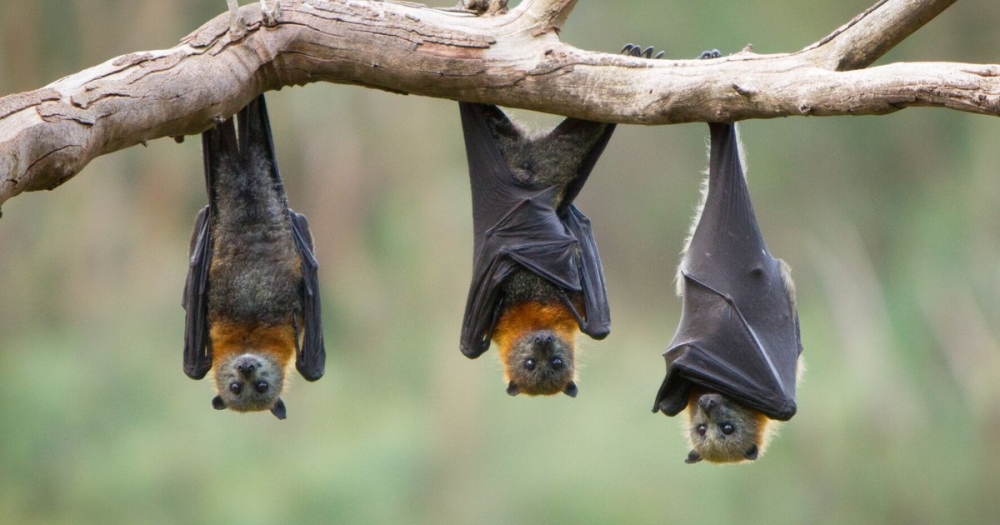 &Pi;ώ&sigmaf; &eta; &kappa;&alpha;&tau;ά&rho;&rho;&epsilon;&upsilon;&sigma;&eta; &tau;&omicron;&upsilon; &pi;&lambda;&eta;&theta;&upsilon;&sigma;&mu;&omicron;ύ &tau;&omega;&nu; &nu;&upsilon;&chi;&tau;&epsilon;&rho;ί&delta;&omega;&nu; &kappa;&alpha;&tau;&alpha;&delta;ί&kappa;&alpha;&sigma;&epsilon; &sigma;&epsilon; &theta;ά&nu;&alpha;&tau;&omicron; &pi;ά&nu;&omega; &alpha;&pi;ό 1.000 &mu;&omega;&rho;ά