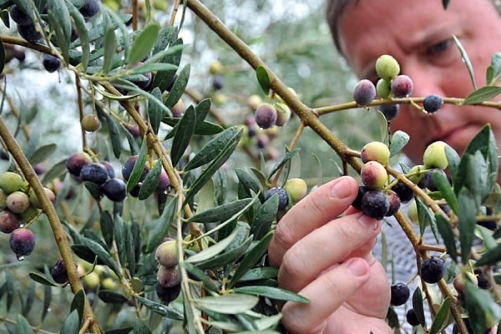 &Tau;&omicron; &pi;&rho;ό&gamma;&rho;&alpha;&mu;&mu;&alpha; &delta;&alpha;&kappa;&omicron;&kappa;&tau;&omicron;&nu;ί&alpha;&sigmaf; &epsilon;&nu;&iota;&sigma;&chi;ύ&epsilon;&iota; &eta; &Pi;&epsilon;&rho;&iota;&phi;έ&rho;&epsilon;&iota;&alpha; &Pi;&epsilon;&lambda;&omicron;&pi;&omicron;&nu;&nu;ή&sigma;&omicron;&upsilon;