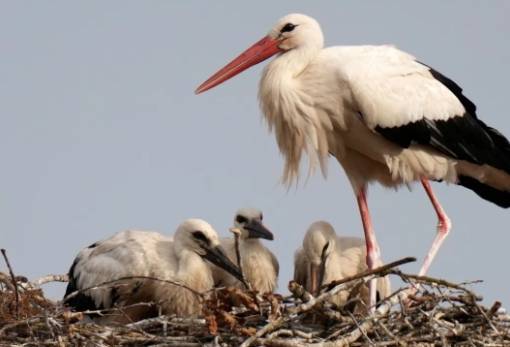 Αυξήθηκε ο πληθυσμός των λευκών πελαργών στη Βουλγαρία