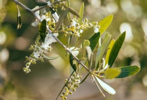 Βαμβακάδα της ελιάς: Ένας ήπιος αλλά ανεπιθύμητος επισκέπτης