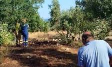 Ά&mu;&epsilon;&sigma;&eta; &kappa;&alpha;&tau;ά&sigma;&beta;&epsilon;&sigma;&eta; &mu;&iota;&kappa;&rho;ή&sigmaf; &pi;&upsilon;&rho;&kappa;&alpha;&gamma;&iota;ά&sigmaf; &sigma;&tau;&eta;&nu; &pi;&epsilon;&rho;&iota;&omicron;&chi;ή &Sigma;&pi;&upsilon;&rho;&iota;ά&nu;&iota;&kappa;&alpha; &tau;&eta;&sigmaf; &Epsilon;&lambda;&alpha;&phi;&omicron;&nu;ή&sigma;&omicron;&upsilon;