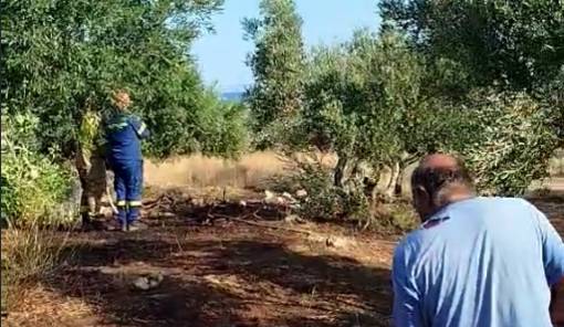 Ά&mu;&epsilon;&sigma;&eta; &kappa;&alpha;&tau;ά&sigma;&beta;&epsilon;&sigma;&eta; &mu;&iota;&kappa;&rho;ή&sigmaf; &pi;&upsilon;&rho;&kappa;&alpha;&gamma;&iota;ά&sigmaf; &sigma;&tau;&eta;&nu; &pi;&epsilon;&rho;&iota;&omicron;&chi;ή &Sigma;&pi;&upsilon;&rho;&iota;ά&nu;&iota;&kappa;&alpha; &tau;&eta;&sigmaf; &Epsilon;&lambda;&alpha;&phi;&omicron;&nu;ή&sigma;&omicron;&upsilon;