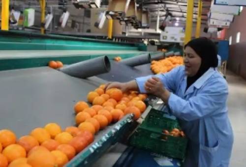 Γιατί η Αίγυπτος βγάζει εκτός αγορών το ελληνικό και ευρωπαϊκό πορτοκάλι;