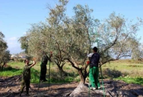 ΕΘΕΑΣ: Σε εξέλιξη η διαδικασία μετάκλησης εργατών γης από την Αίγυπτο