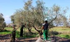 ΕΘΕΑΣ: Σε εξέλιξη η διαδικασία μετάκλησης εργατών γης από την Αίγυπτο