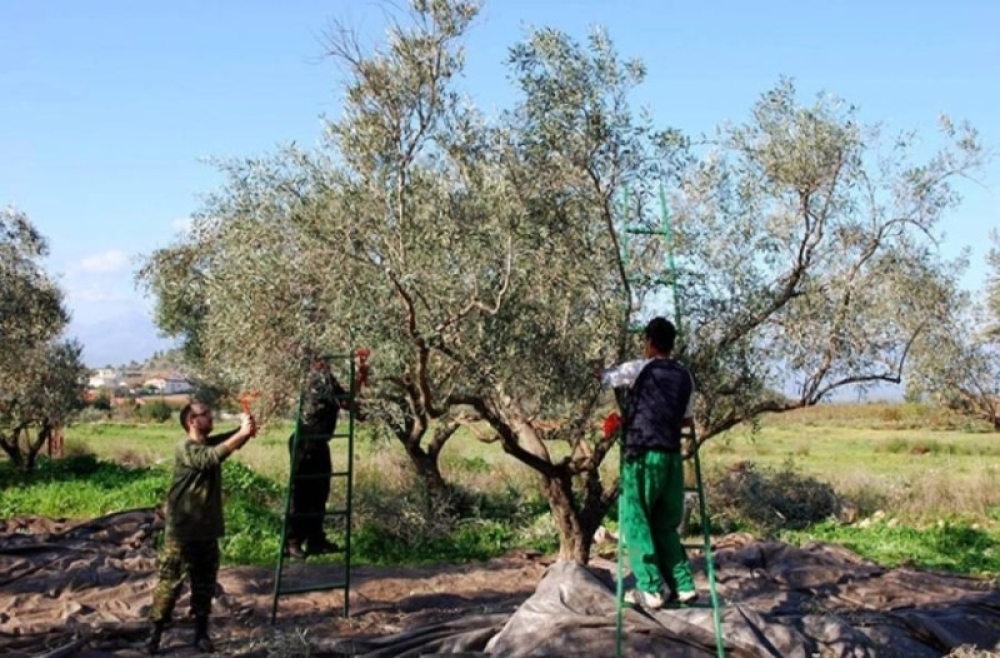 ΕΘΕΑΣ: Σε εξέλιξη η διαδικασία μετάκλησης εργατών γης από την Αίγυπτο
