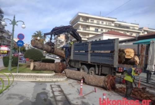 Αν όχι φοίνικες, τότε τι;