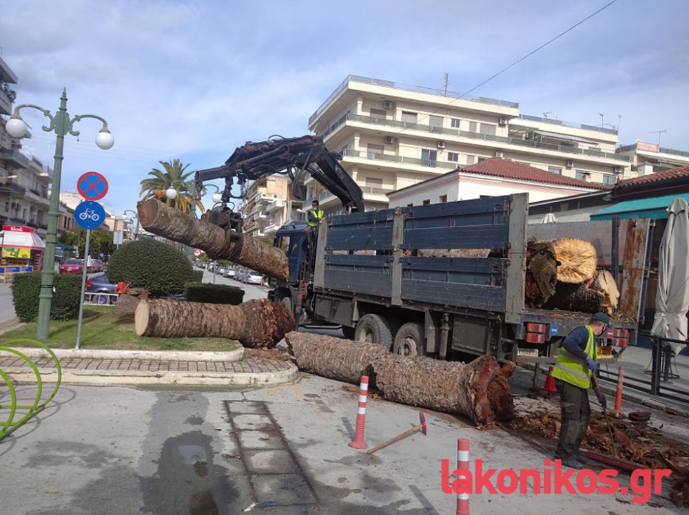 Αν όχι φοίνικες, τότε τι;