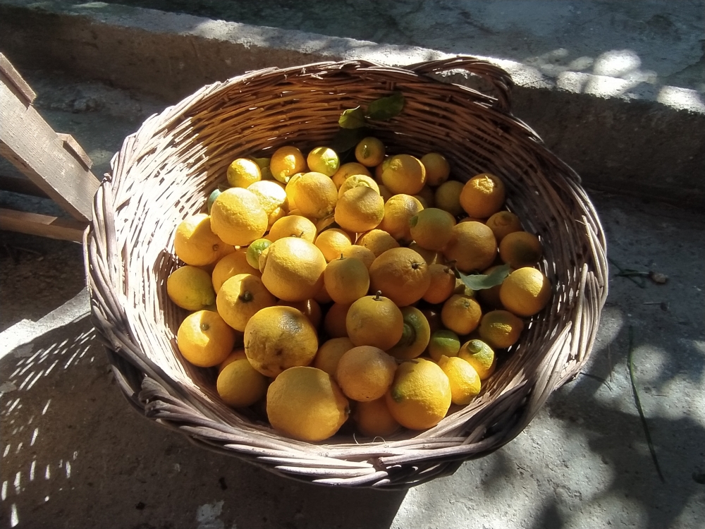 «Κοντούλα λεμονιά»