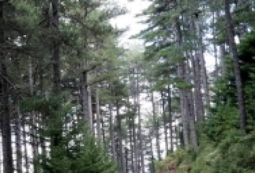 Το δικό σας σχόλιο: «Αδιάβατο» σε περίπτωση φωτιάς το δάσος του βορείου Ταϋγέτου