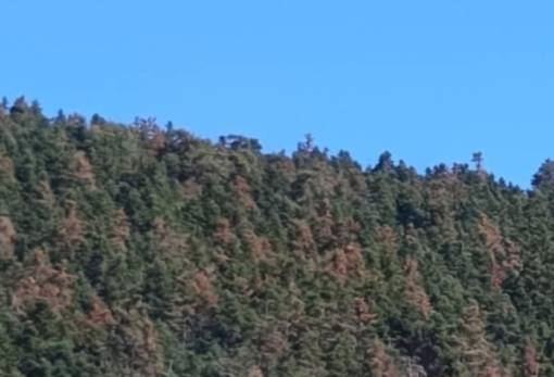 Ξεραίνεται το ελατοδάσος του Πάρνωνα