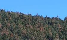 Ξεραίνεται το ελατοδάσος του Πάρνωνα