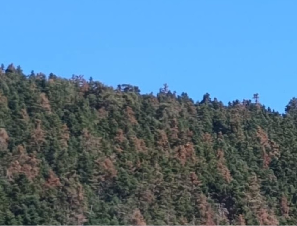 Ξεραίνεται το ελατοδάσος του Πάρνωνα