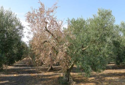 Η βερτισιλλίωση ξεραίνει τα ελαιόδεντρα και υποβαθμίζει το έδαφος